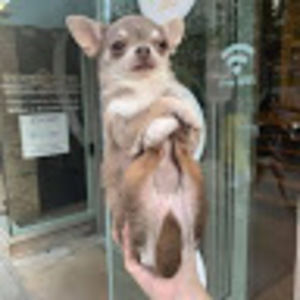 Meet your Posher, Umi